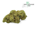Amnesia